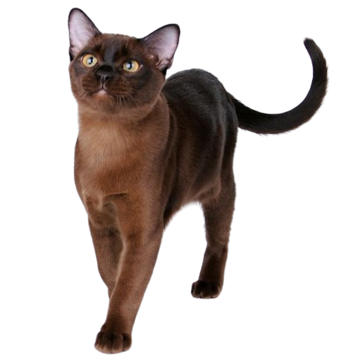 Burmese Cat